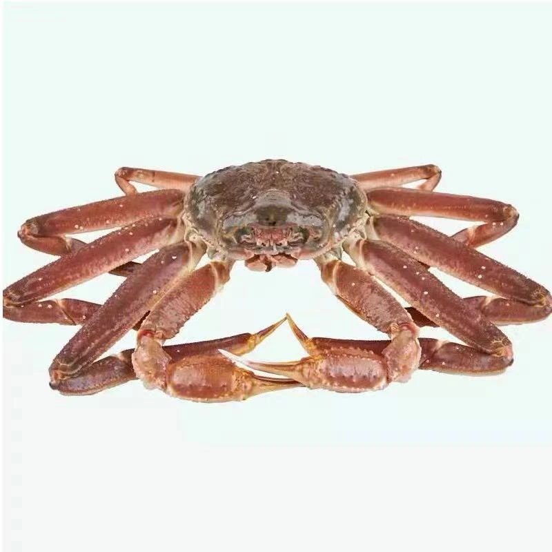 【小时达】断氧板蟹一只