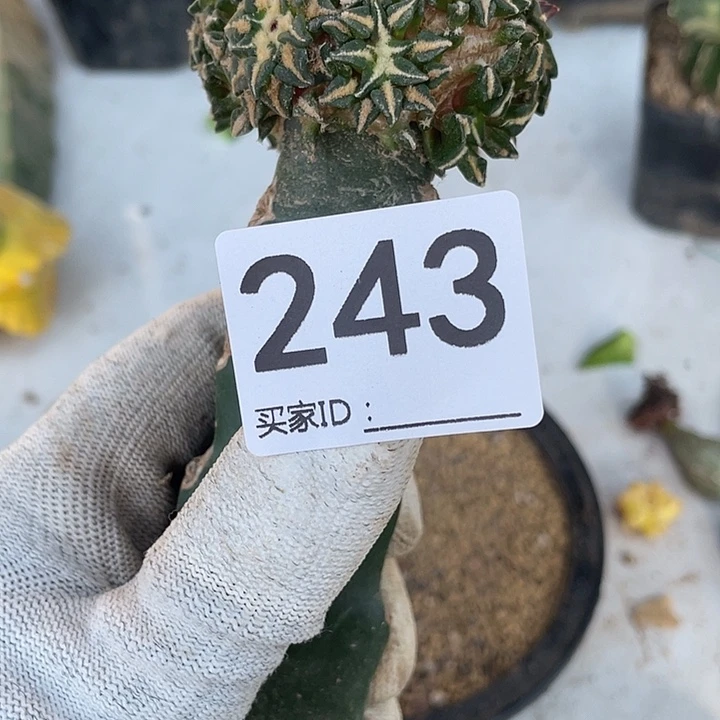 243号三角嫁接系牡丹