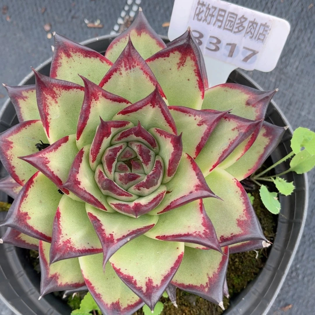 华***瑟多肉植物3317……………