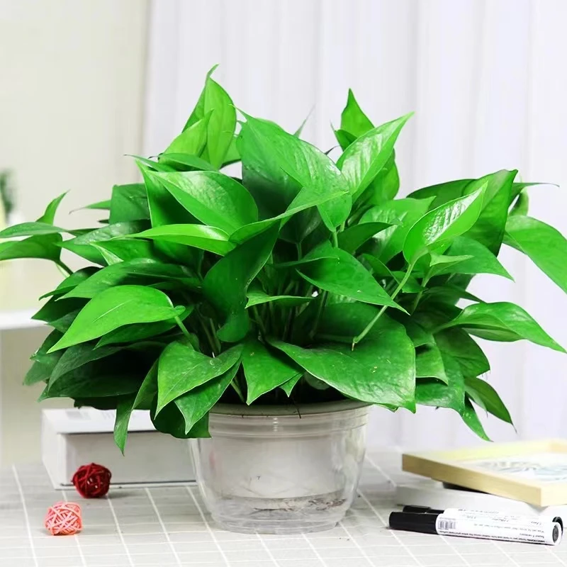 绿萝盆栽室内长藤植物办公桌摆件客厅四季好养水培花卉批发绿箩