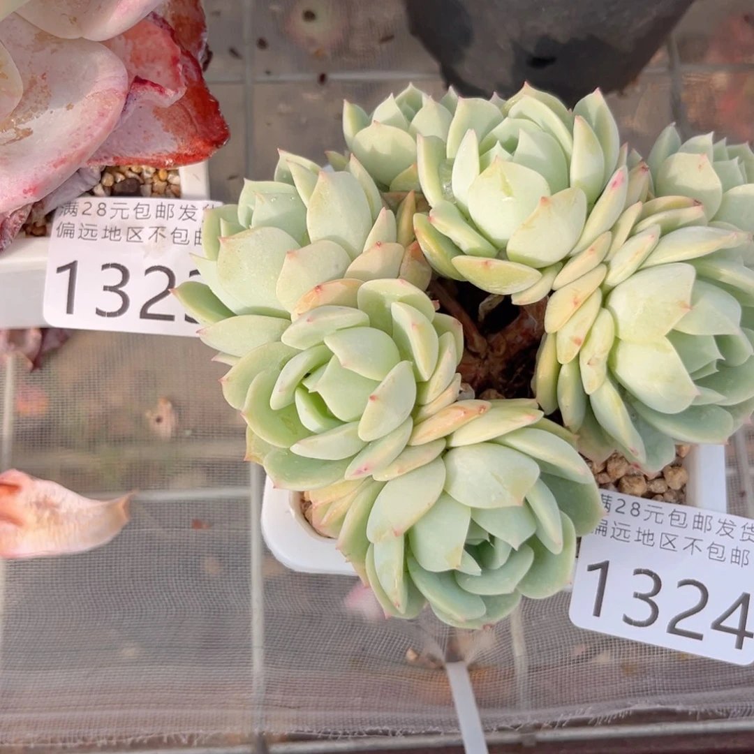 喵**喵大1324/、x b b n n m m