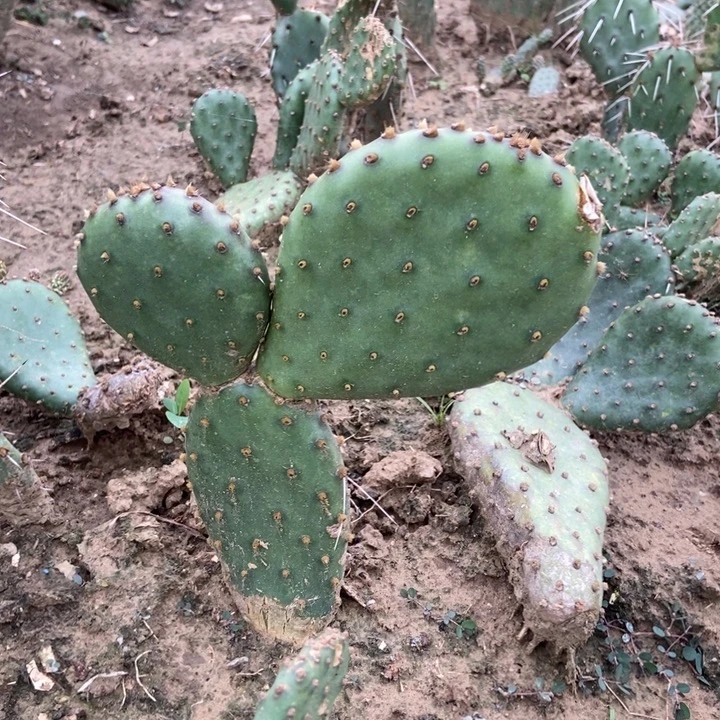 伯尔尼一棵剪过一片侧芽粉花