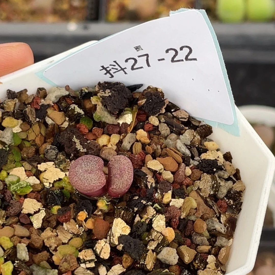 姬***君27-22肉锥多肉植物