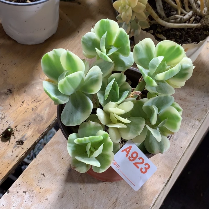 ！*！923 满20包邮脱土发货