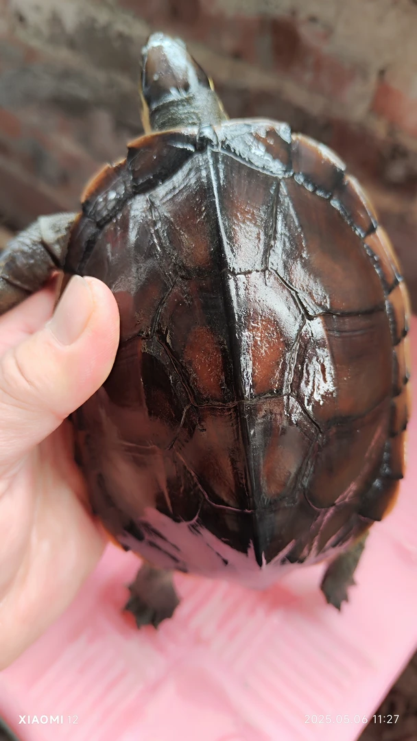 南石龟石金钱龟黄喉龟招财乌龟活体精品乌龟互动杂食龟直播链接