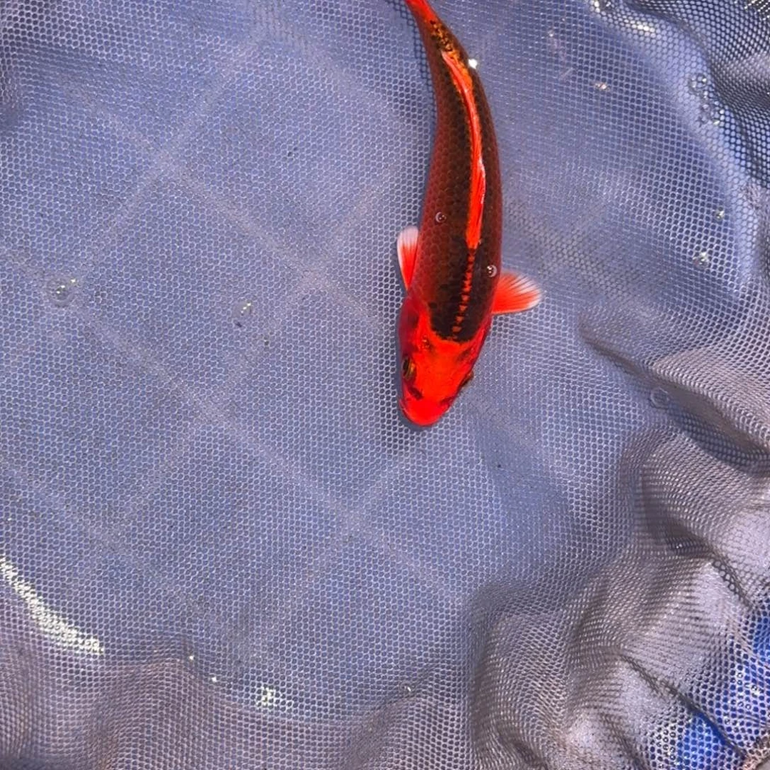 海水鱼精品锦鲤大放漏