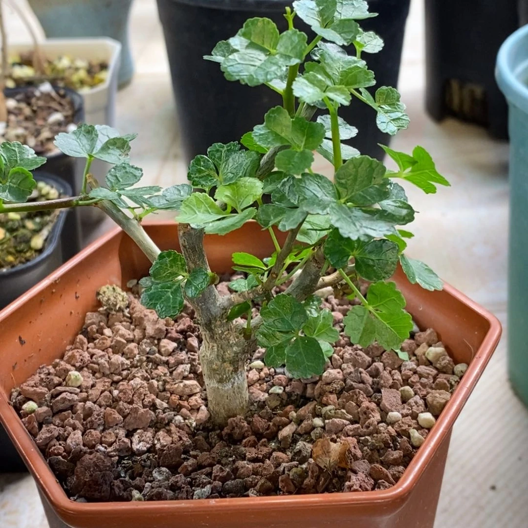 滔天橄榄实生带盆