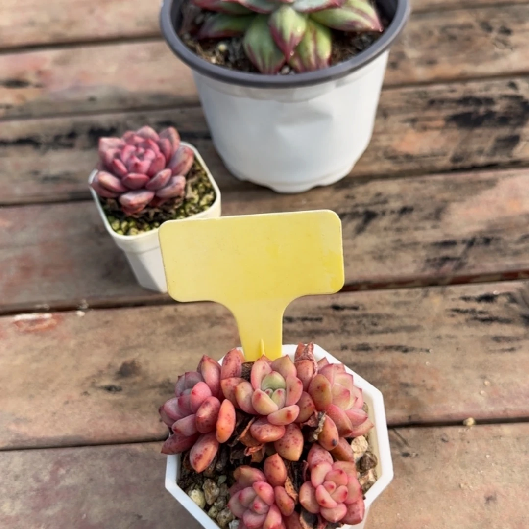 吃***菜多肉植物埃米尔五头无砍