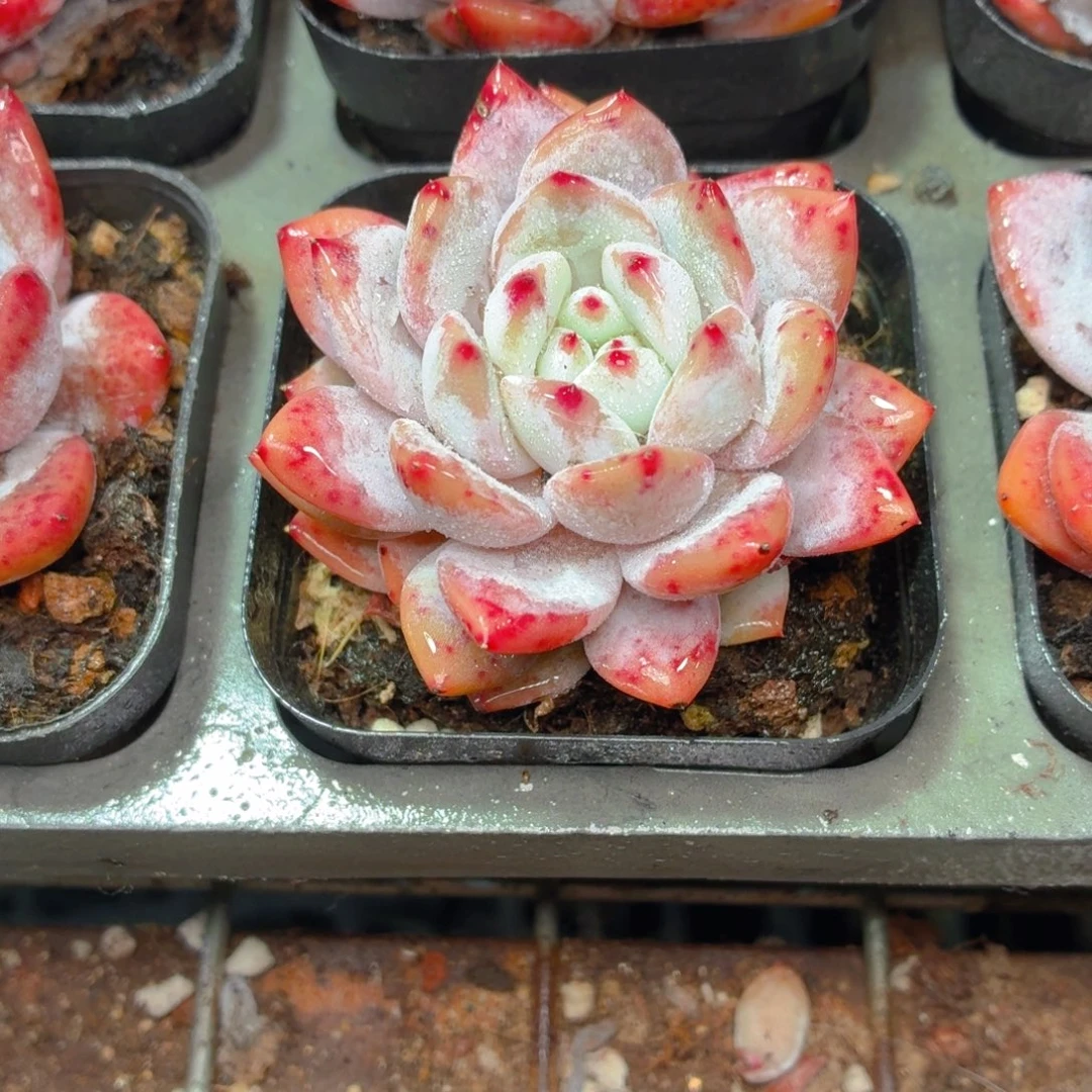 橙梦露多肉9.9包邮发货