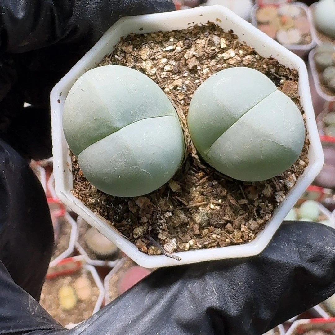 生石花33:：：。   268