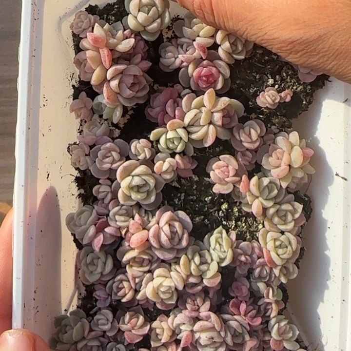 10王者系列种播苗一盒