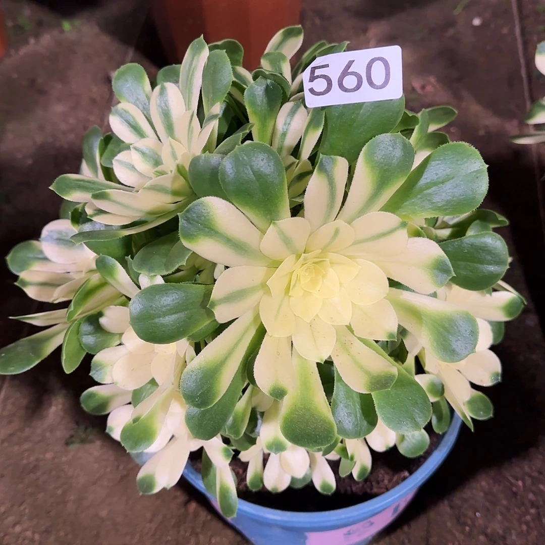 多肉植物法师新尼亚560