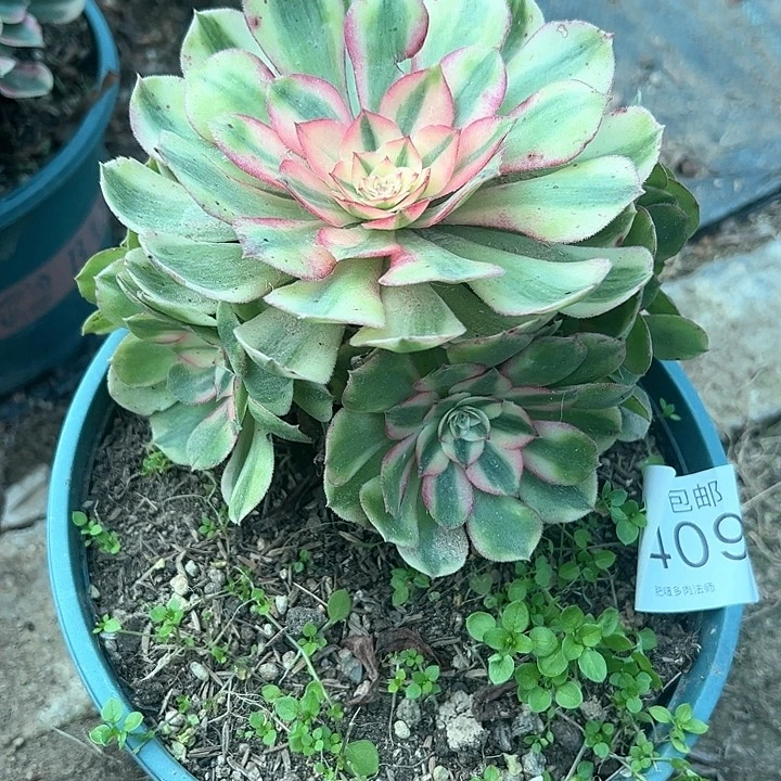0409荔枝多肉植物