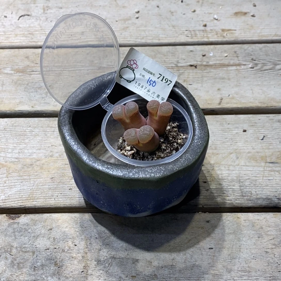 粗砂花盆李*米精品7197一套带土发