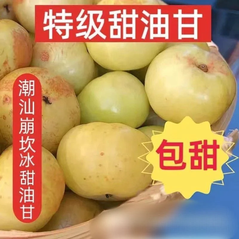 潮汕新鲜现摘甜种油柑果余甘子牛甘果水果滇橄榄