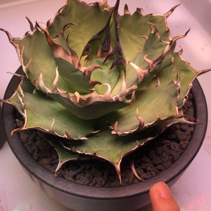 黑帝斯仁王冠龙舌兰