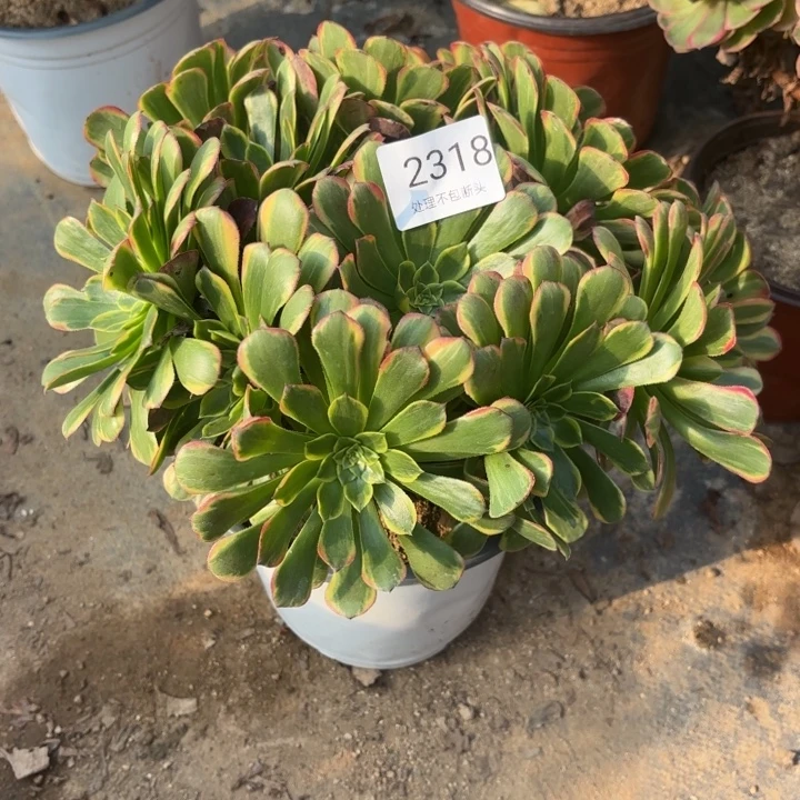 朝霞锦多肉处理不包断头2318