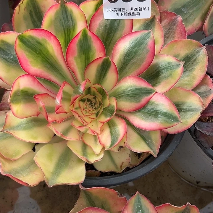 059多肉植物爱丽丝