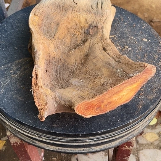 m***刘香榧木崖柏崖柏崖柏