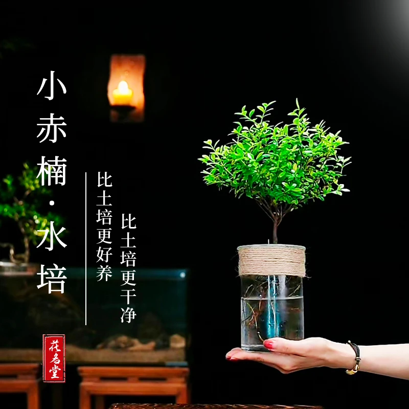 2年小叶赤楠水培盆景室内办公室桌面绿植物四季好养