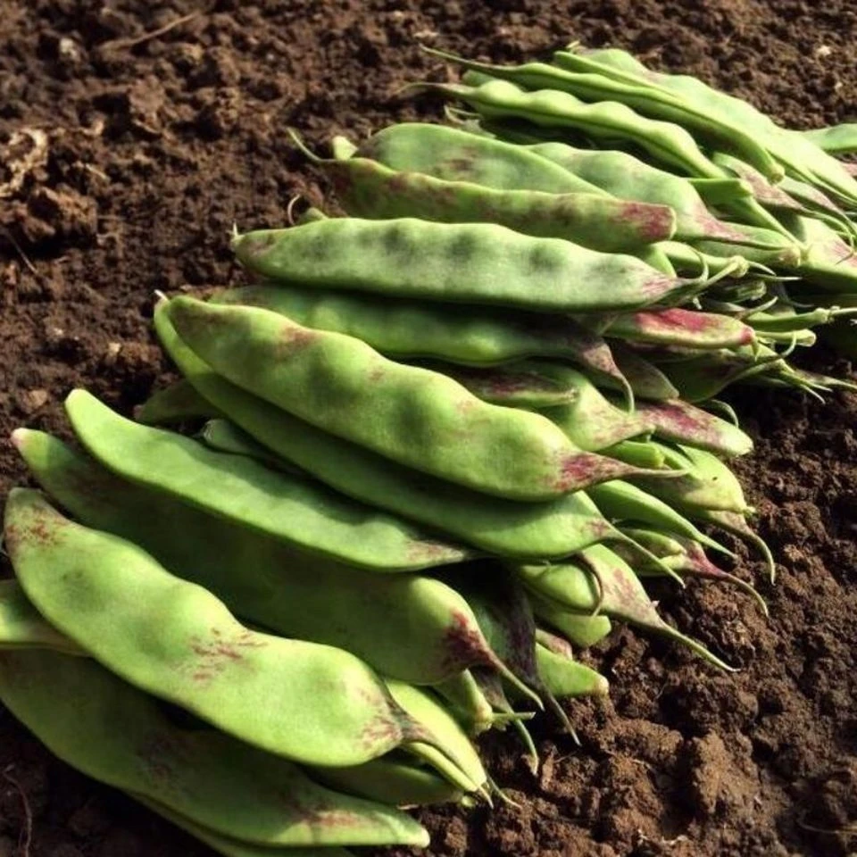 一点红油豆种子宽芸豆种籽将军王东北豆角不鼓豆抗寒豆角