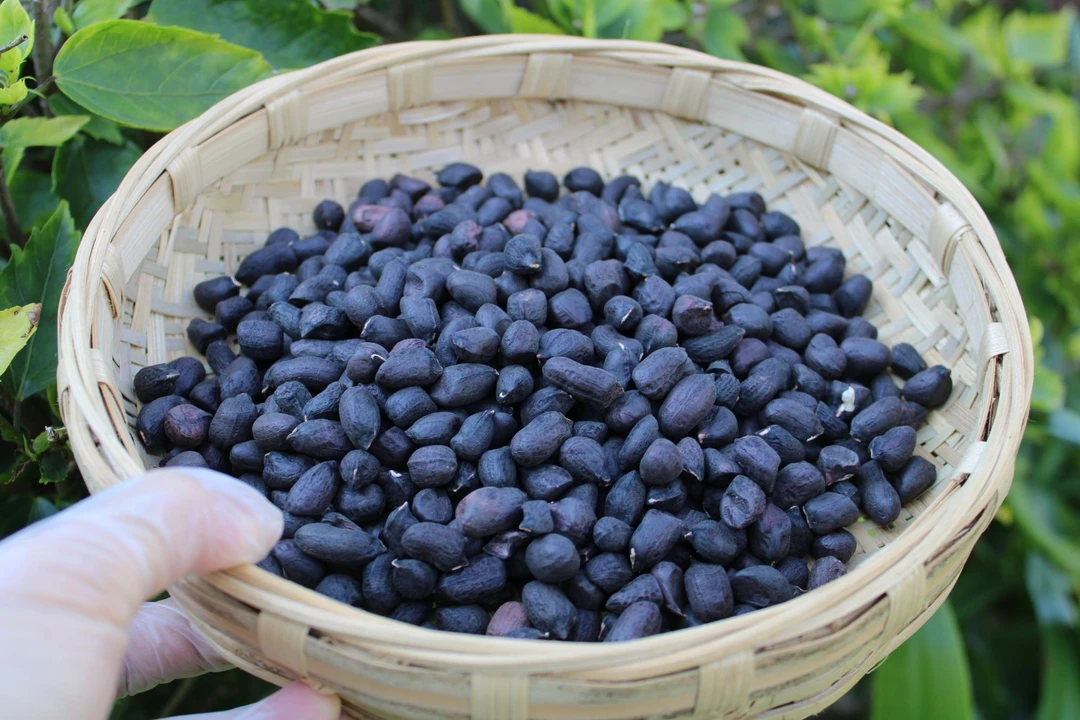 云南农户自产黑花生米晒干可生吃营养健康养胃零食