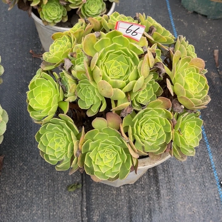 66雨荷多肉植物法师