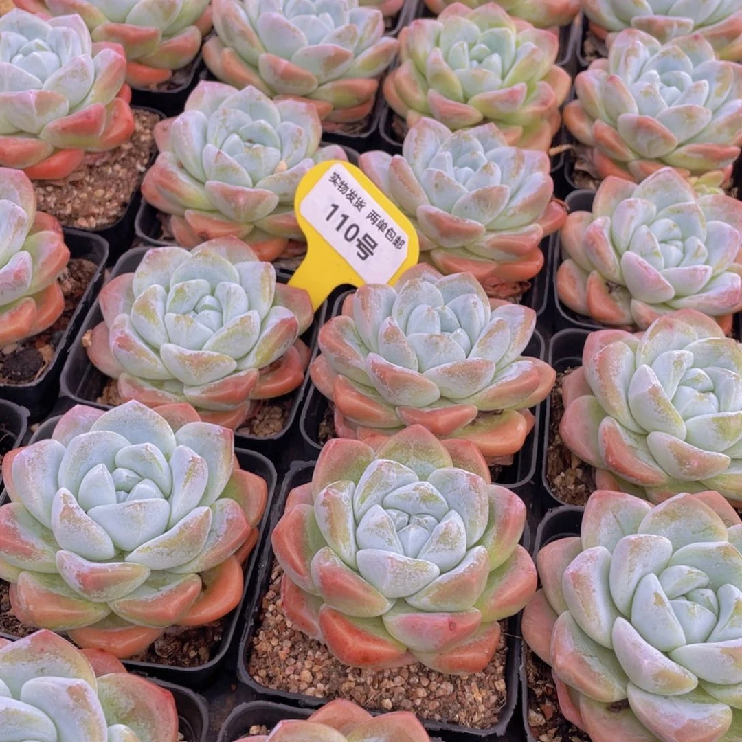 110号 肥胖樱花钻石冰玉大单头一个