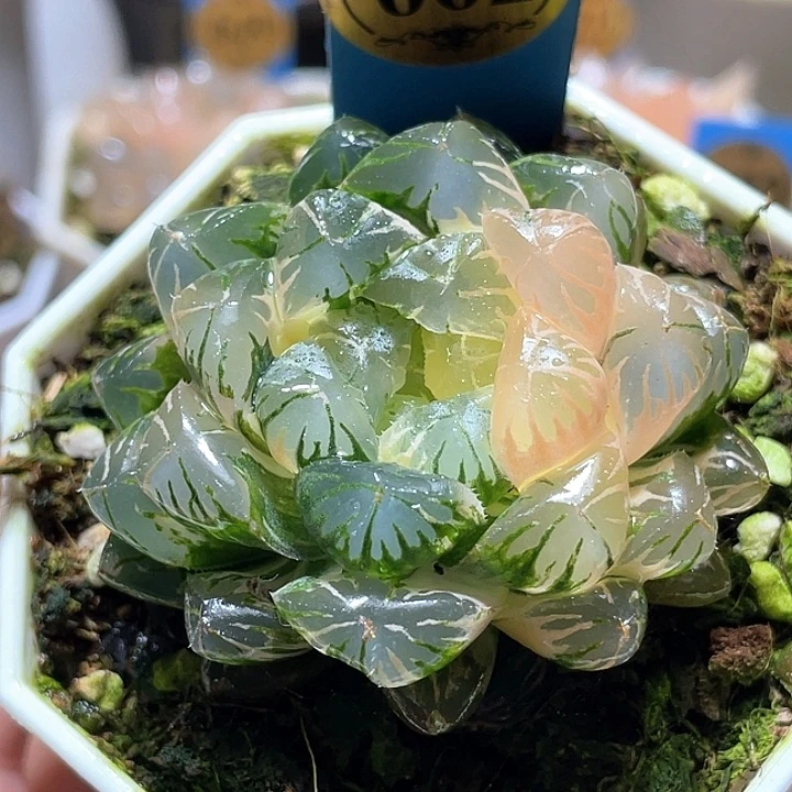 662卜卜紫锦一物一拍