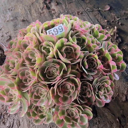 用***莲多肉植物一个男神