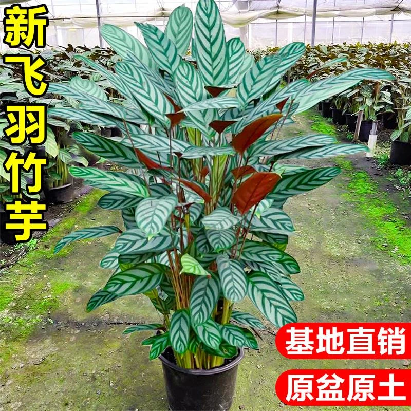 新飞羽竹芋绿植室内盆栽植物客厅桌面四季好养青苹果孔雀竹芋花卉