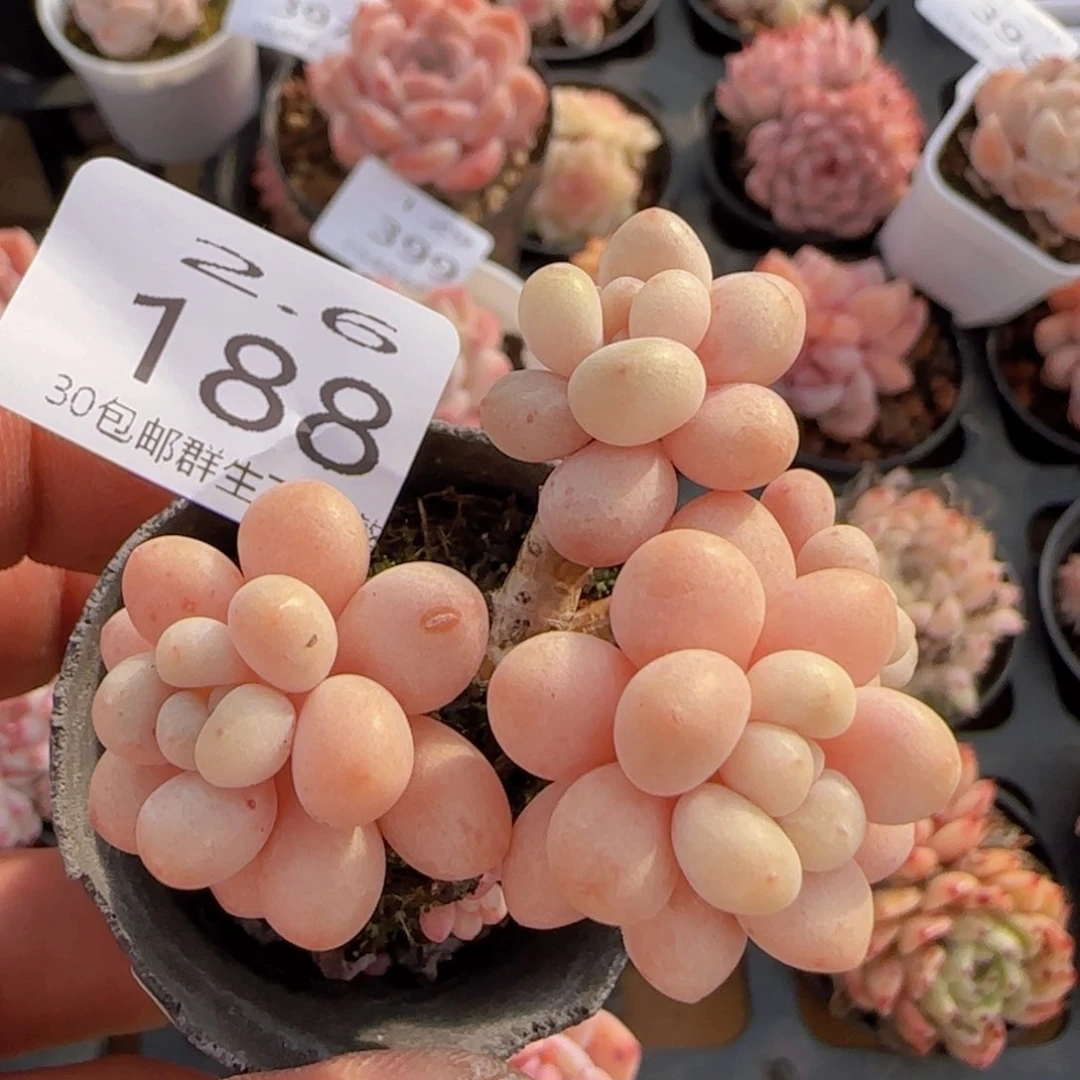 鱼子酱一颗脱土发货