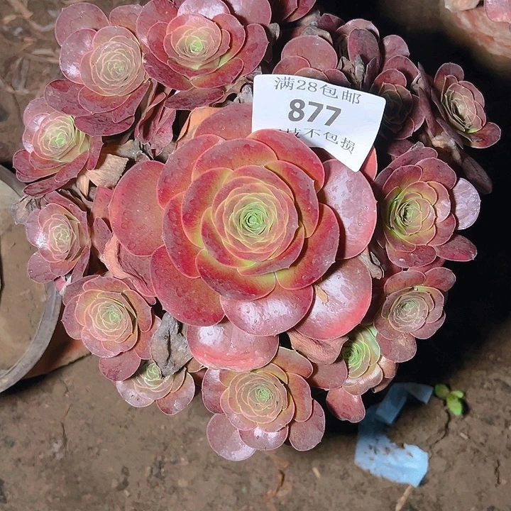 877魅金玫瑰多肉植物