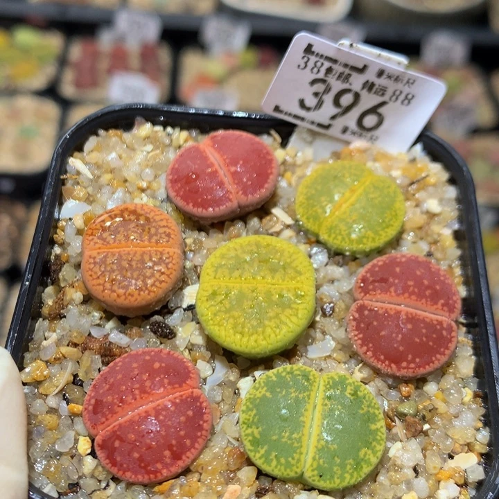 Sss精品生石花396