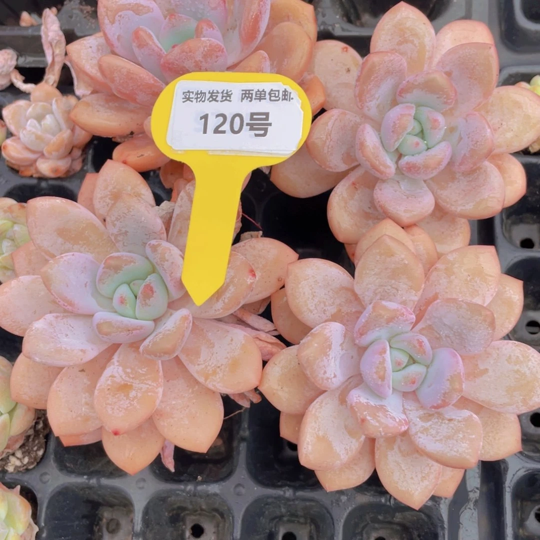 120号 老桩奶橙大单头一个