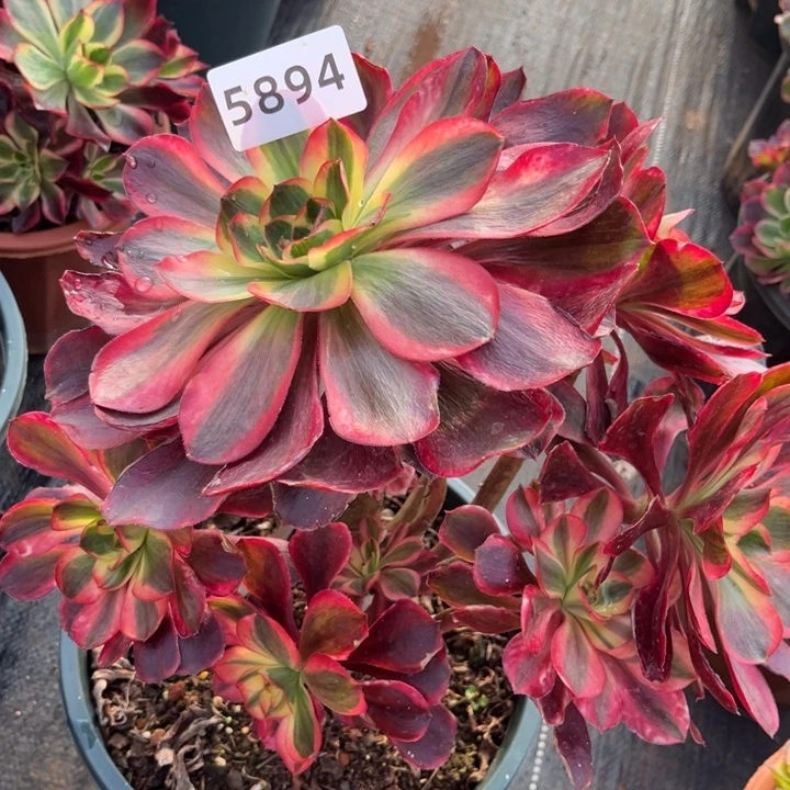 红魔女特价多肉发货