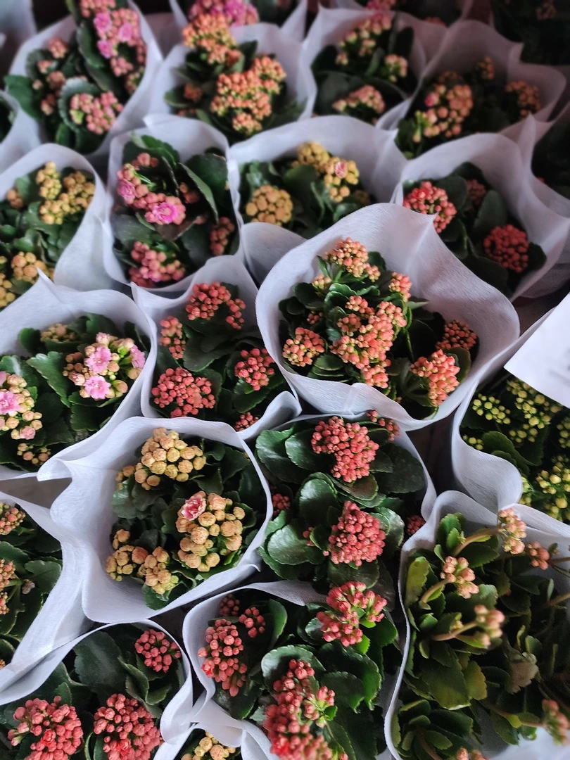 长寿花  带花苞