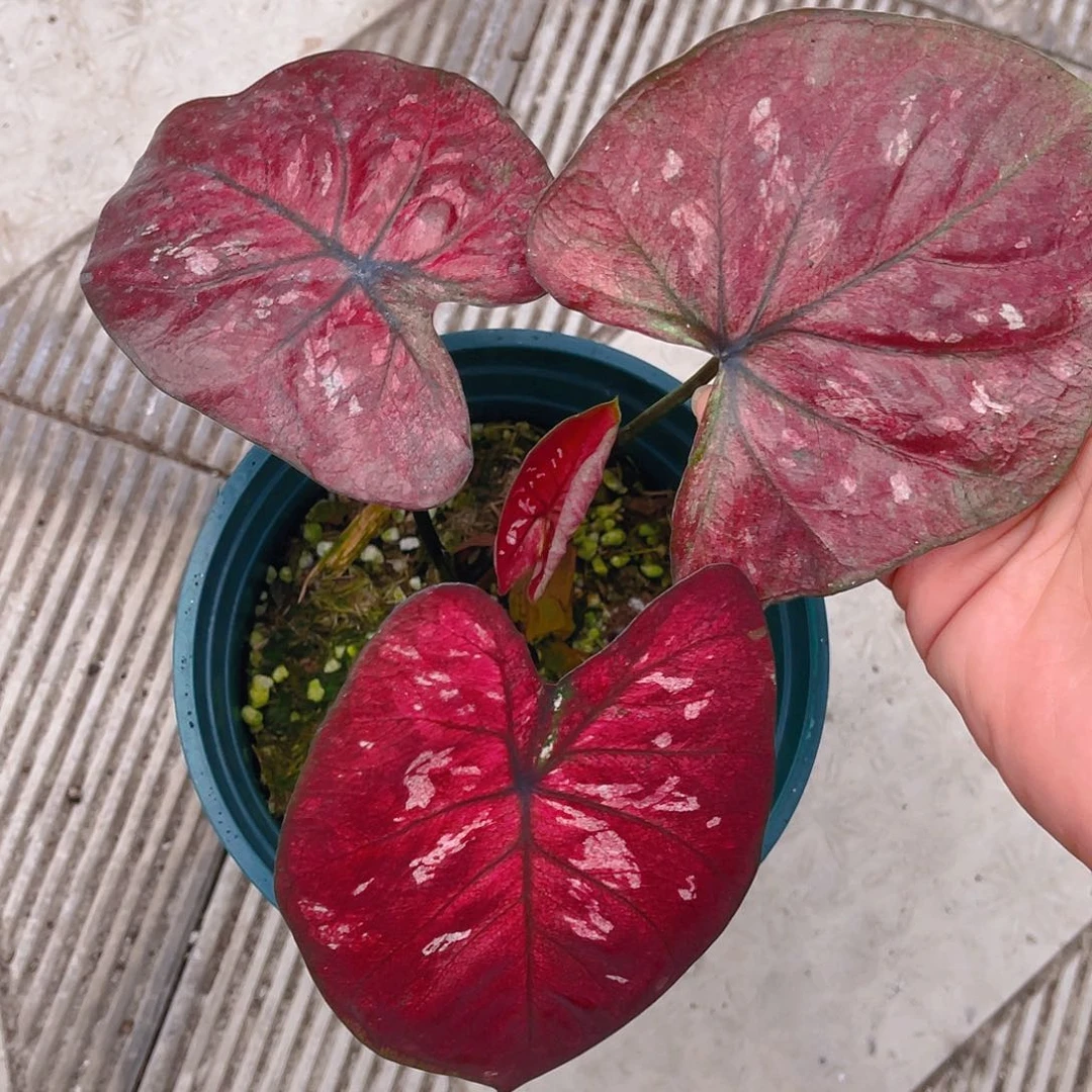 完全开放泰彩一物一拍8544