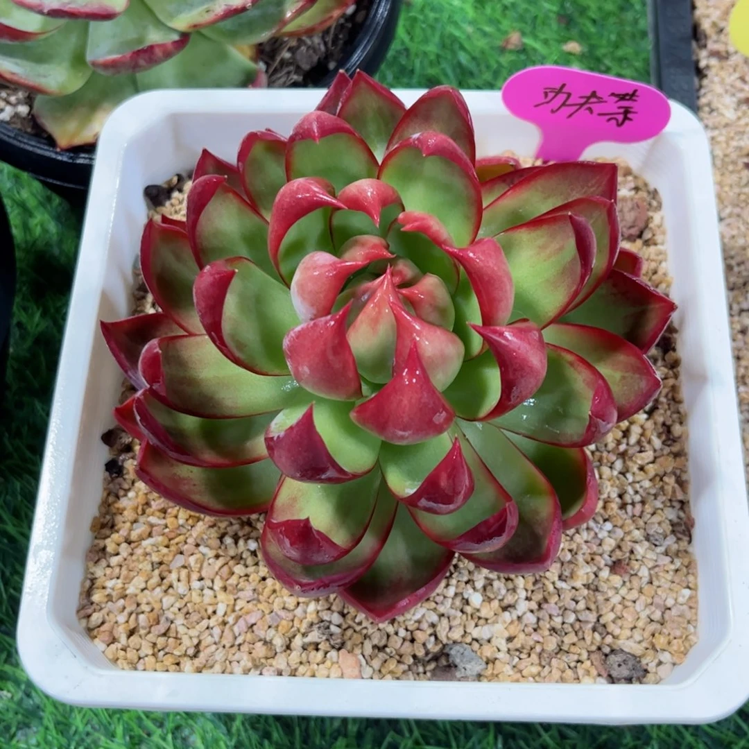 功***茶惊鸿仙子一物一拍