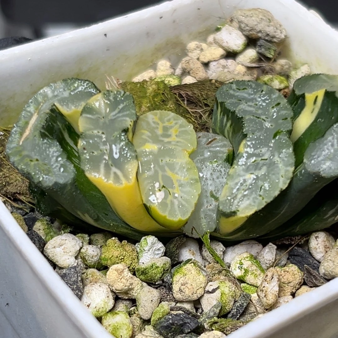 十二卷多肉植物1502玄武