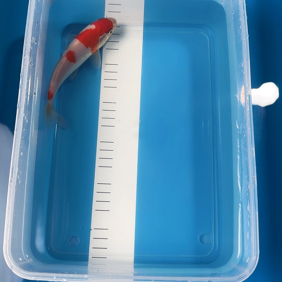 渔悦锦鲤三选红白一尾