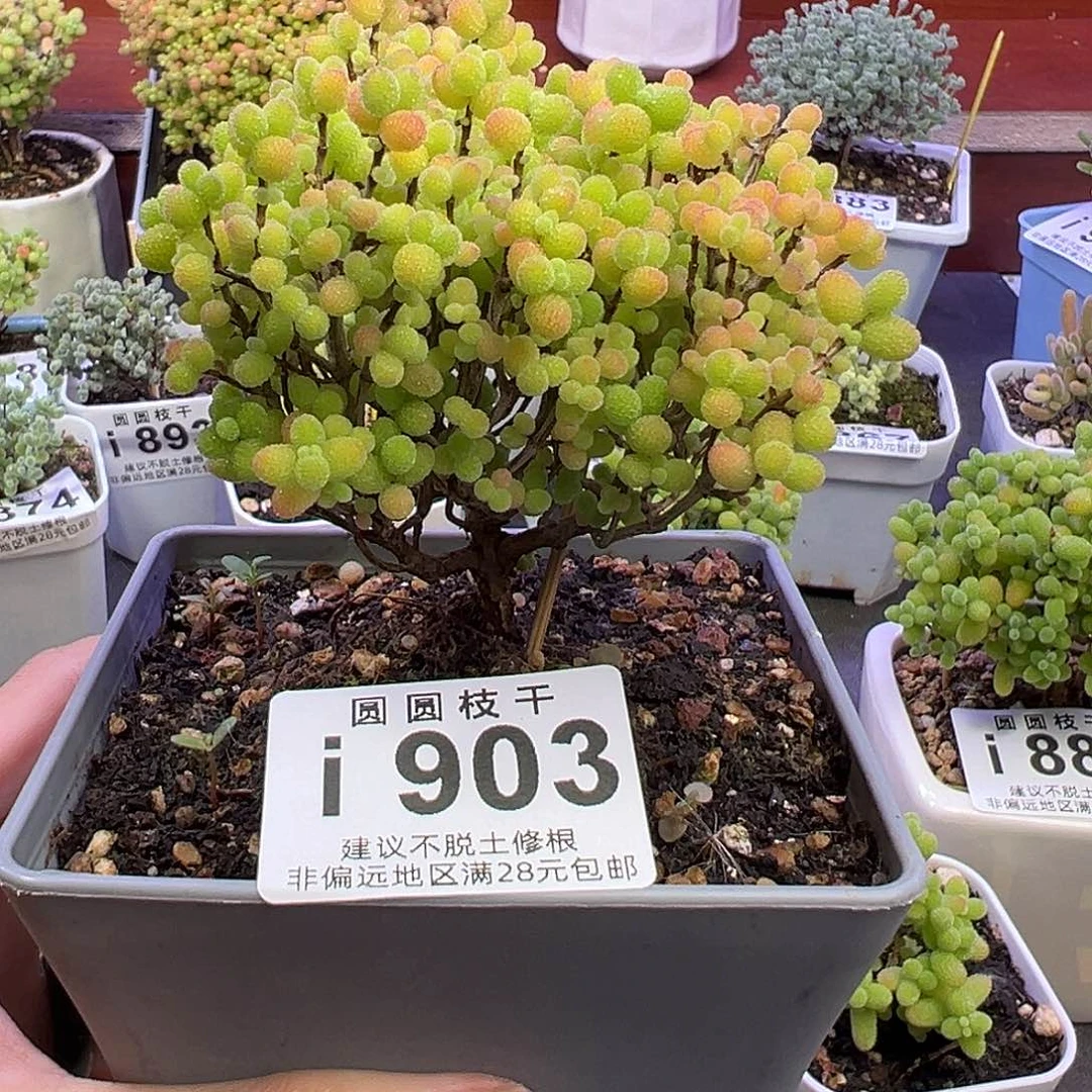 龙903金桔糖球一物一拍