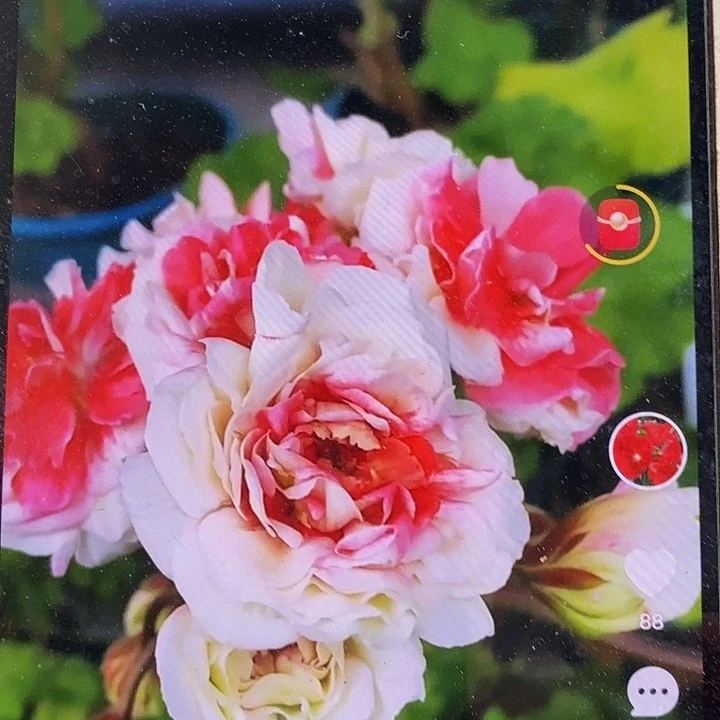 无花朵【雅芳，，，，】