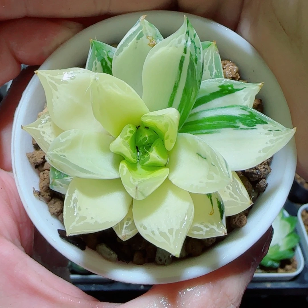 宝草玉露锦多肉