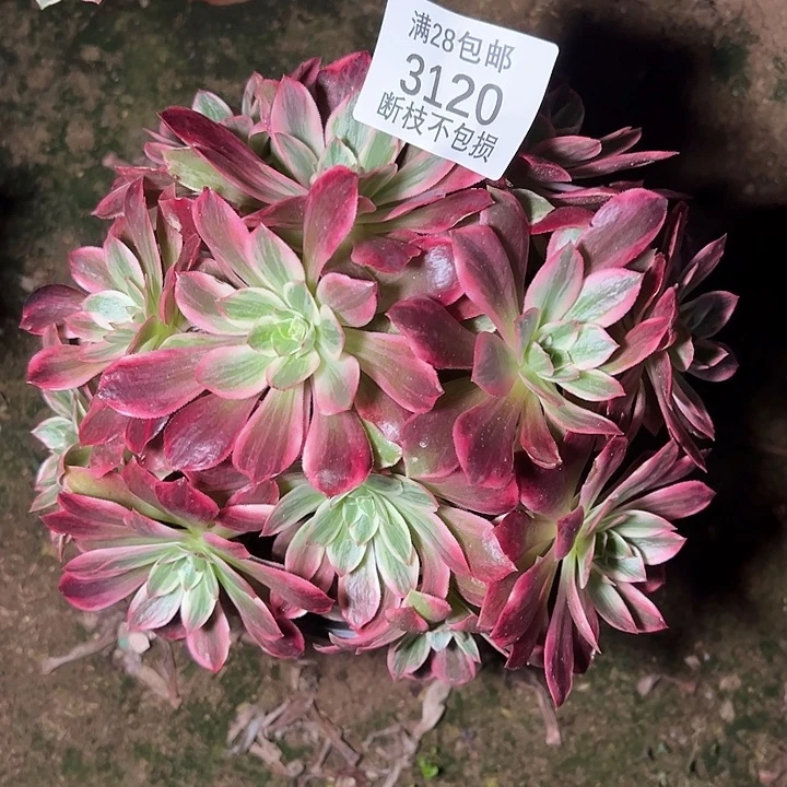 用***23120浣纱多肉植物