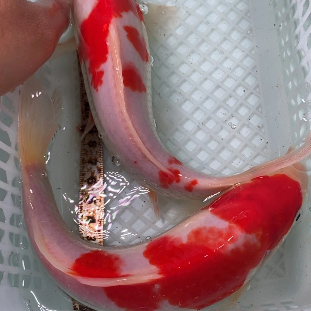 锦鲤冷水锦鲤包邮