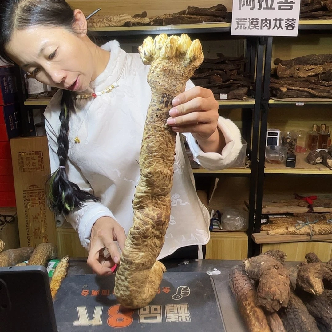 中国大陆九头10年生油苁蓉2.6斤50厘米