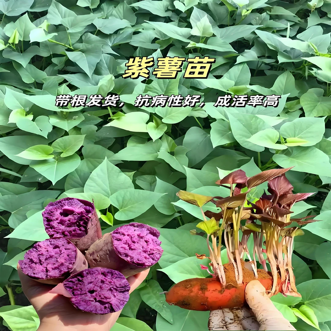 紫薯苗紫薯种苗紫地瓜苗红薯秧苗紫心红薯苗新品种脱毒带根