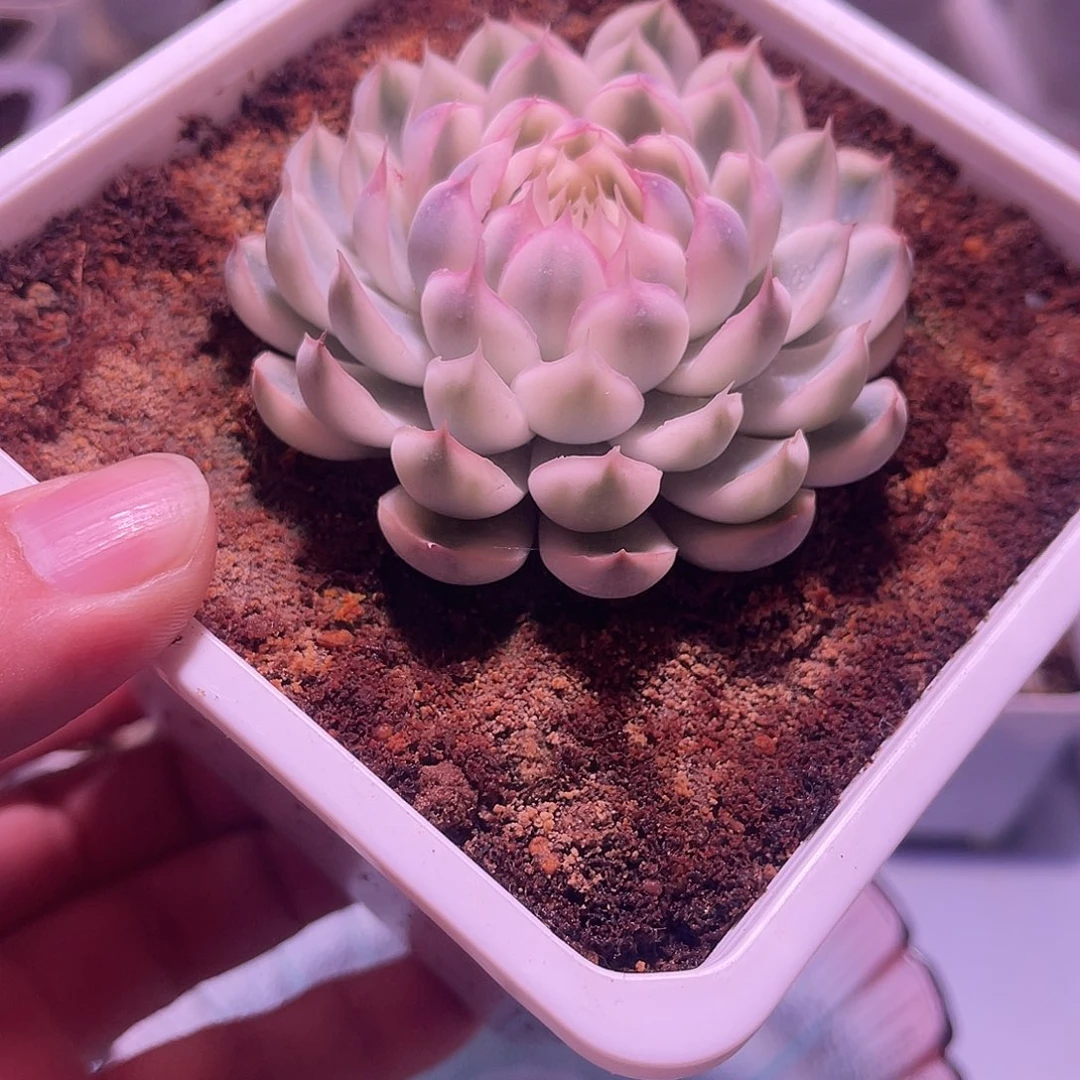 微月锦植物一物一拍