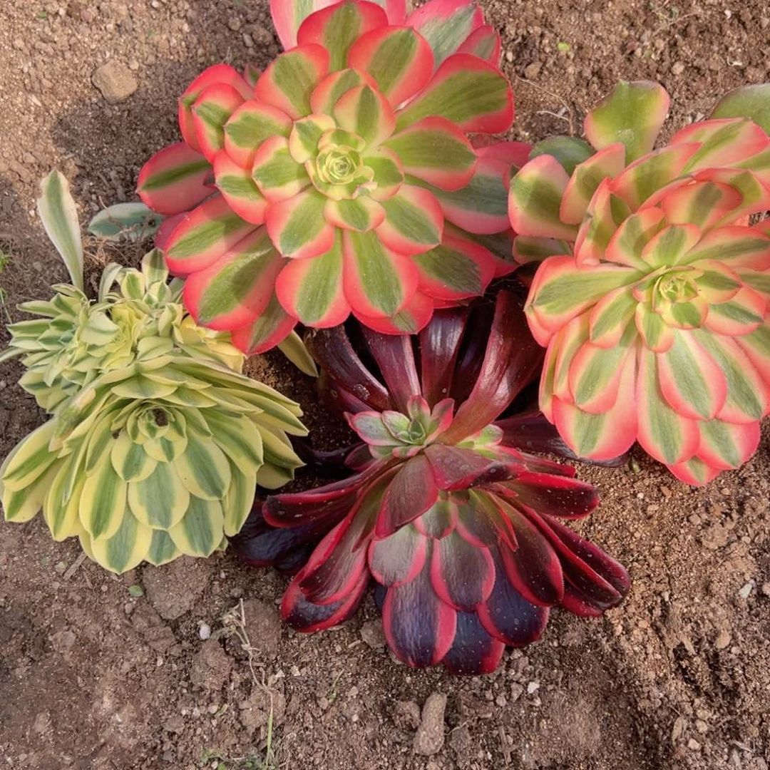 香妃女巫迈巴赫蛇美组多肉植物